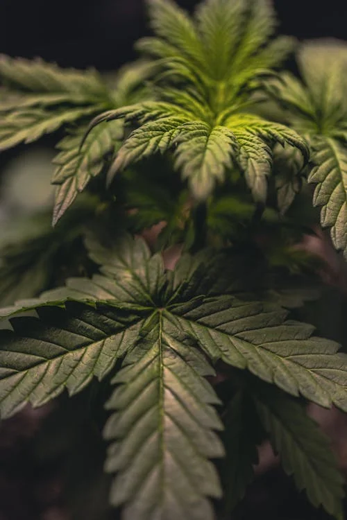 leaf cannabis