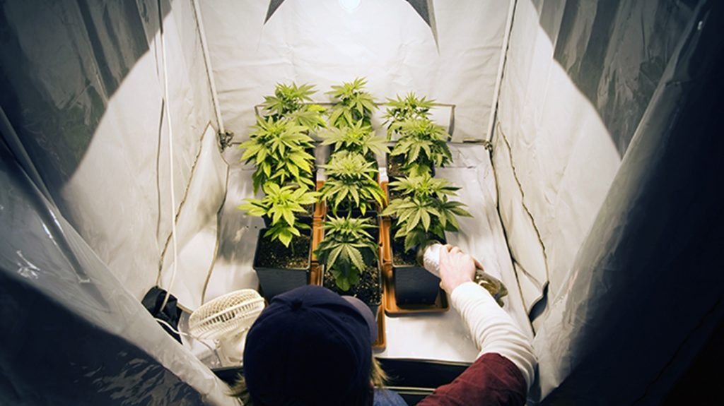 cannabis interior